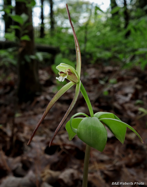 Large_Pogonia