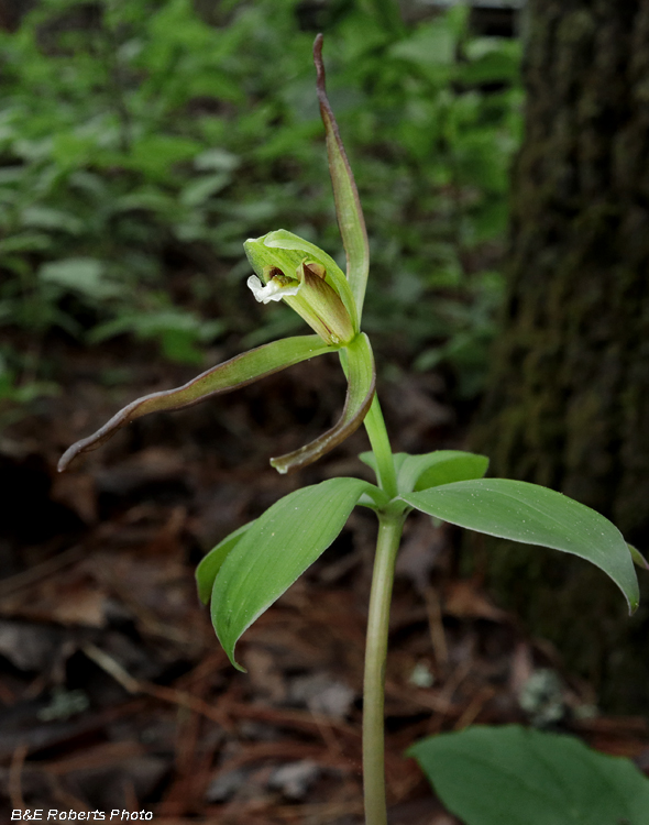 Large_Pogonia