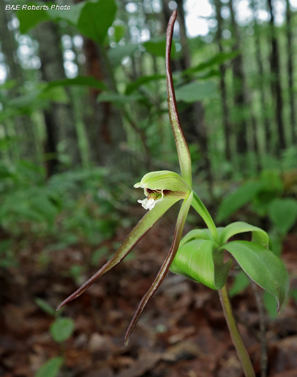 Large_Pogonia