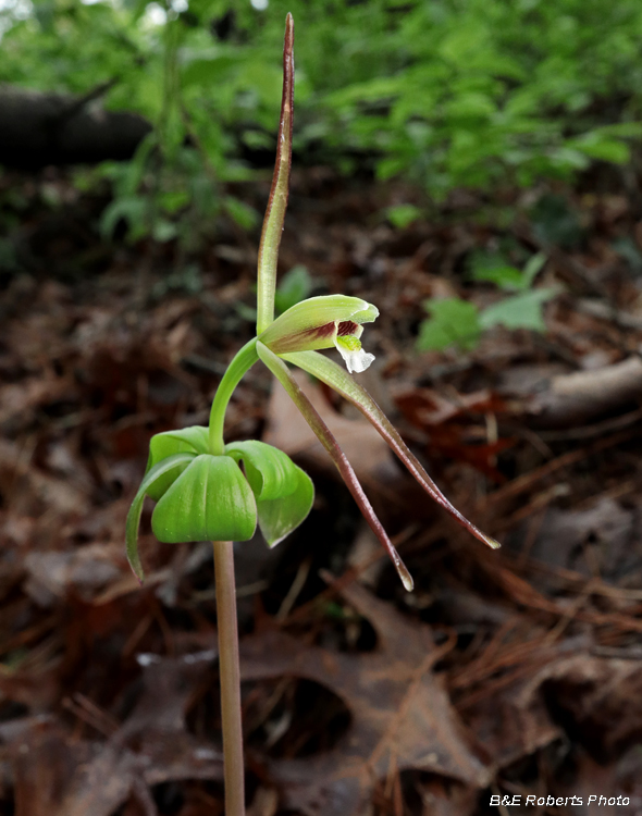 Large_Pogonia