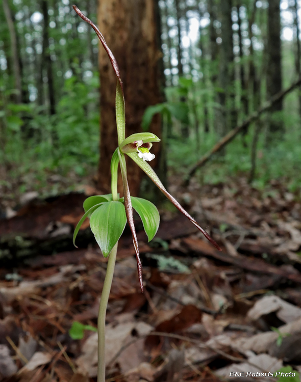 Large_Pogonia