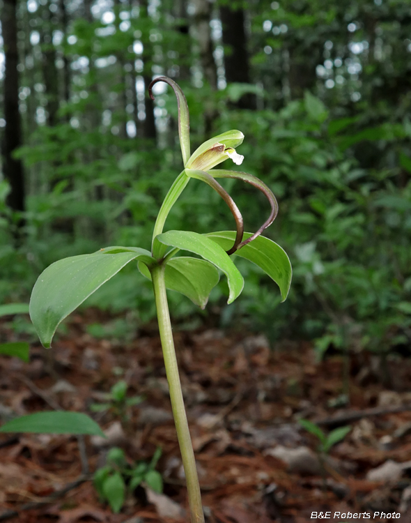 Large_Pogonia