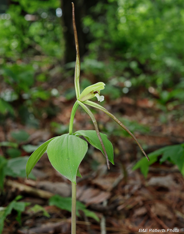 Large_Pogonia