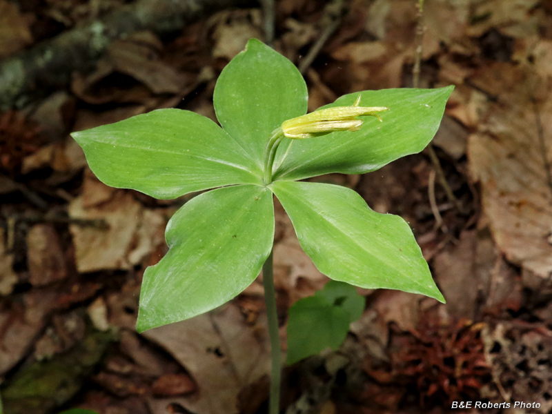 Isotria_medoloides