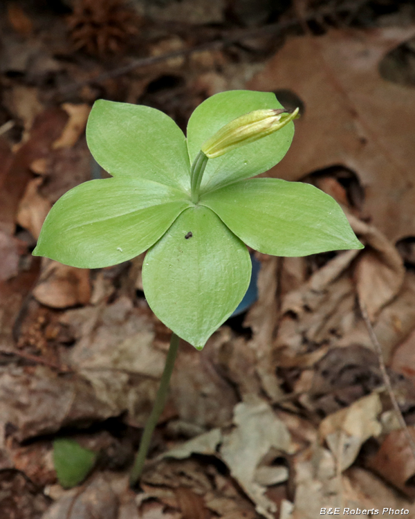 Isotria_medoloides