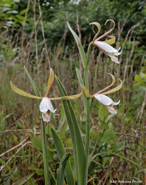 Cleistesiopsis