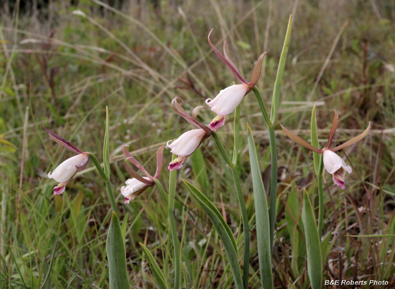 Cleistesiopsis