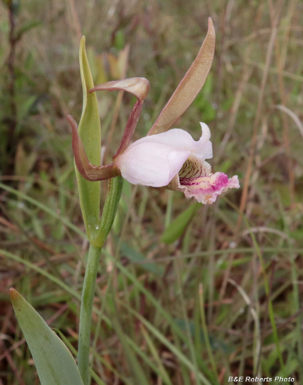 Cleistesiopsis