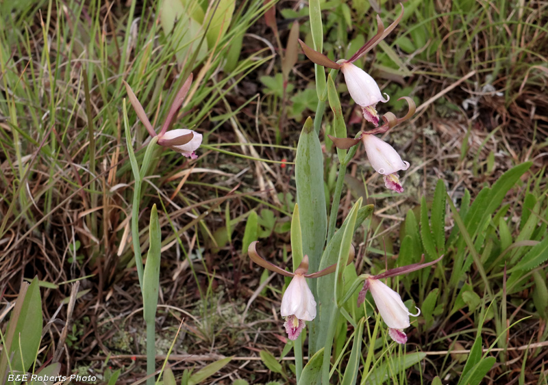 Cleistesiopsis