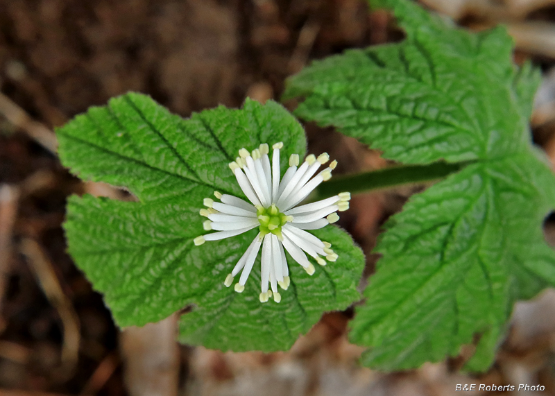 Goldenseal_flower