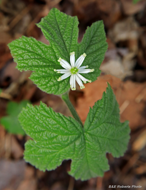 Goldenseal_flower