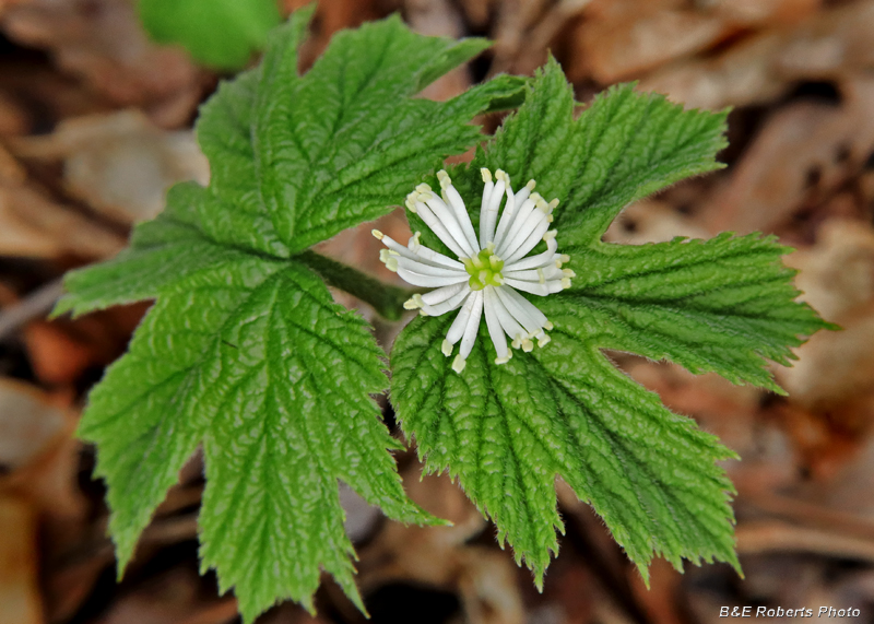 Goldenseal_flower