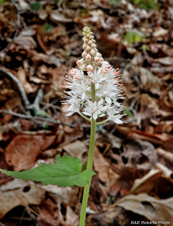 Tiarella