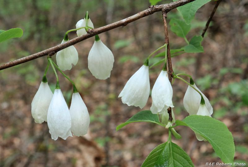 Silverbells