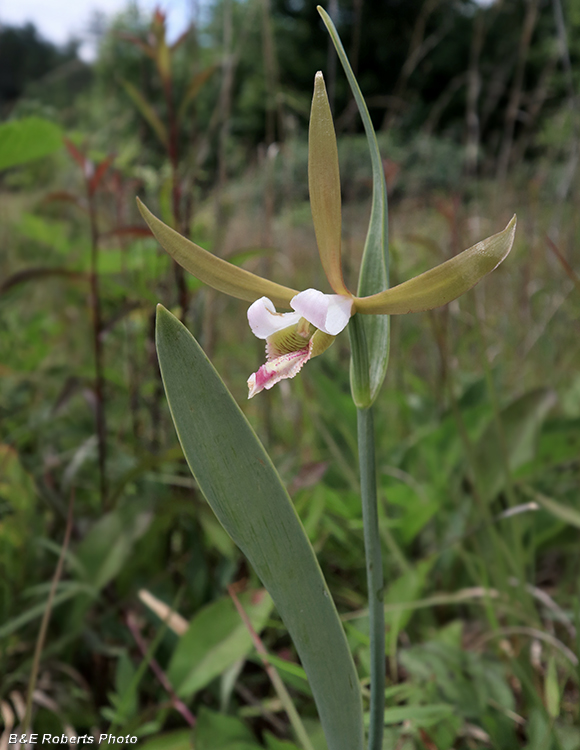 Cleistesiopsis