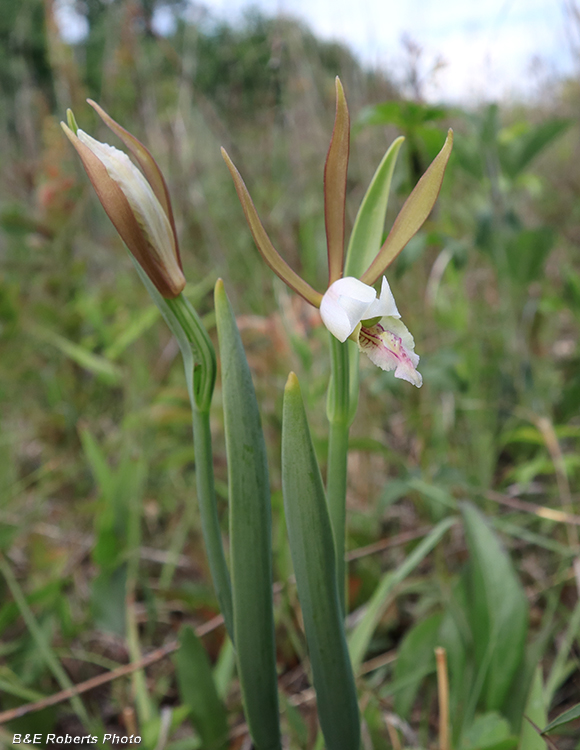 Cleistesiopsis