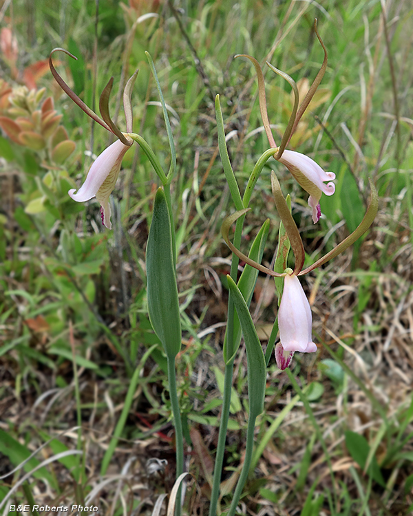 Cleistesiopsis