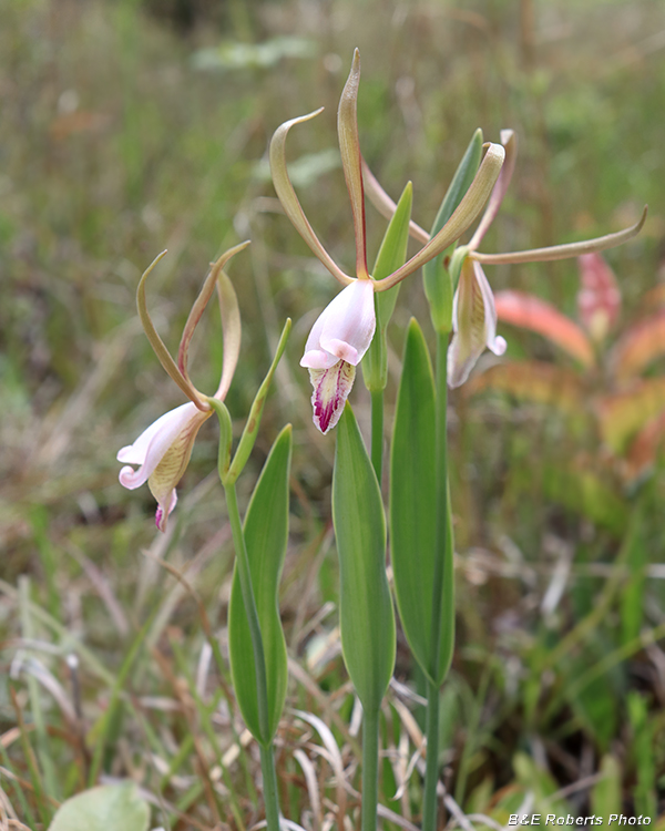 Cleistesiopsis