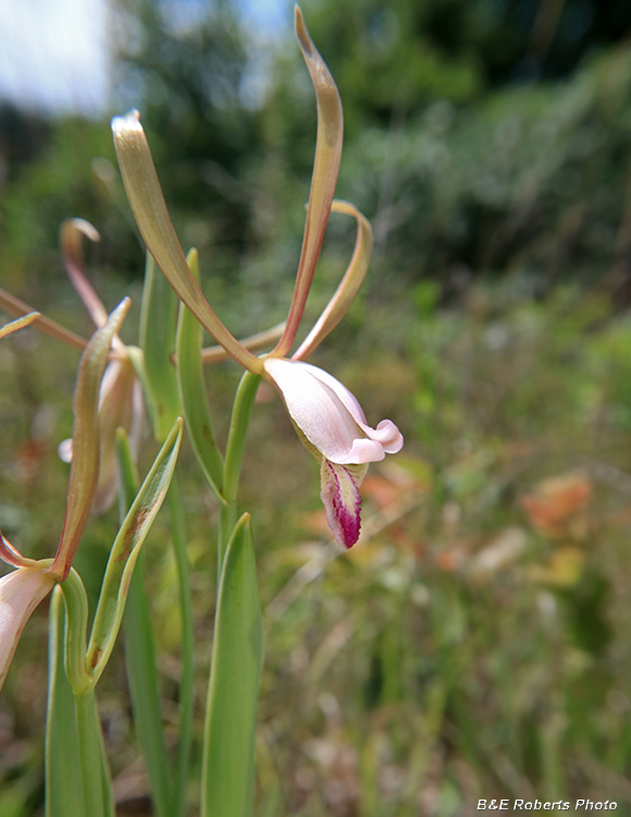 Cleistesiopsis