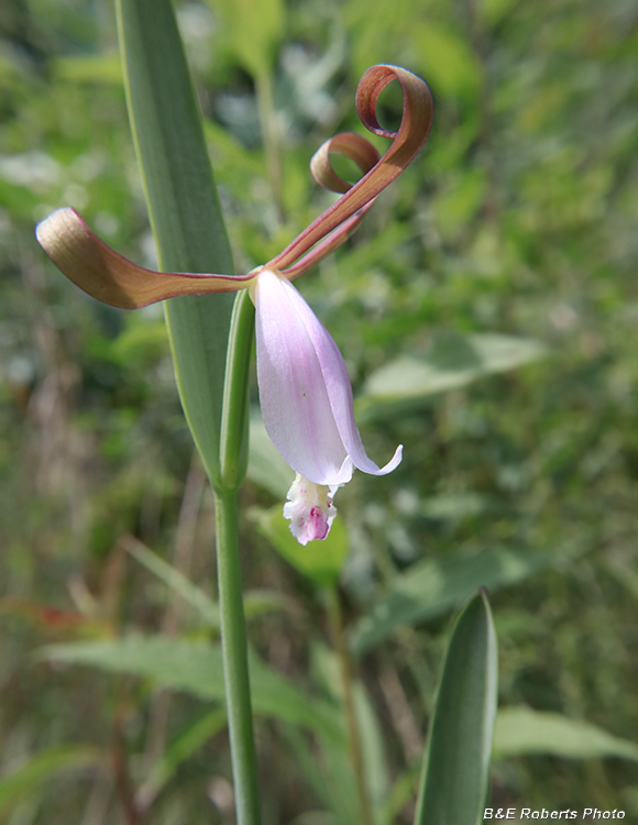 Cleistesiopsis