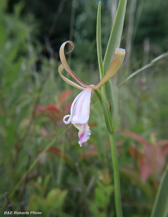 Cleistesiopsis