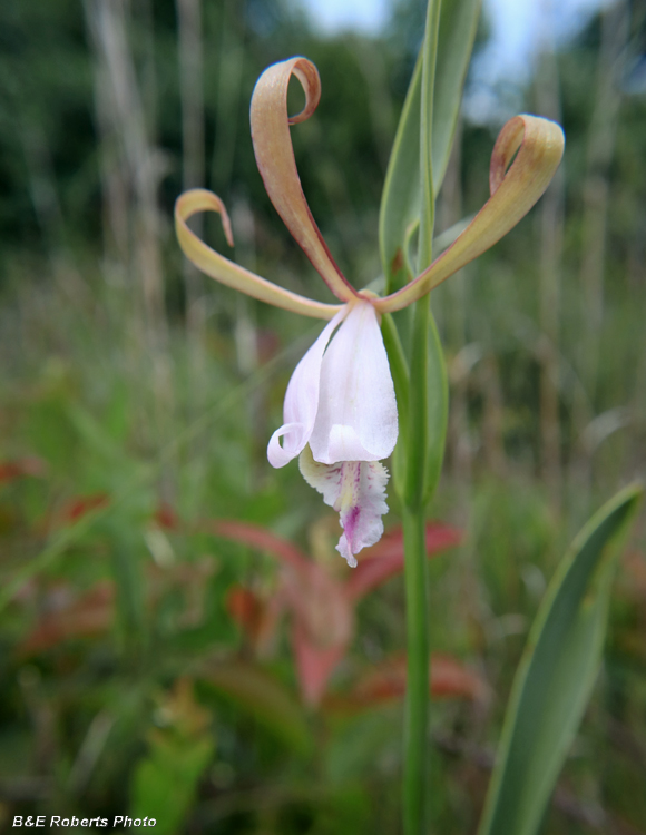 Cleistesiopsis