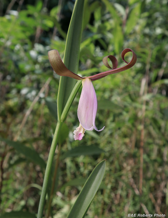 Cleistesiopsis