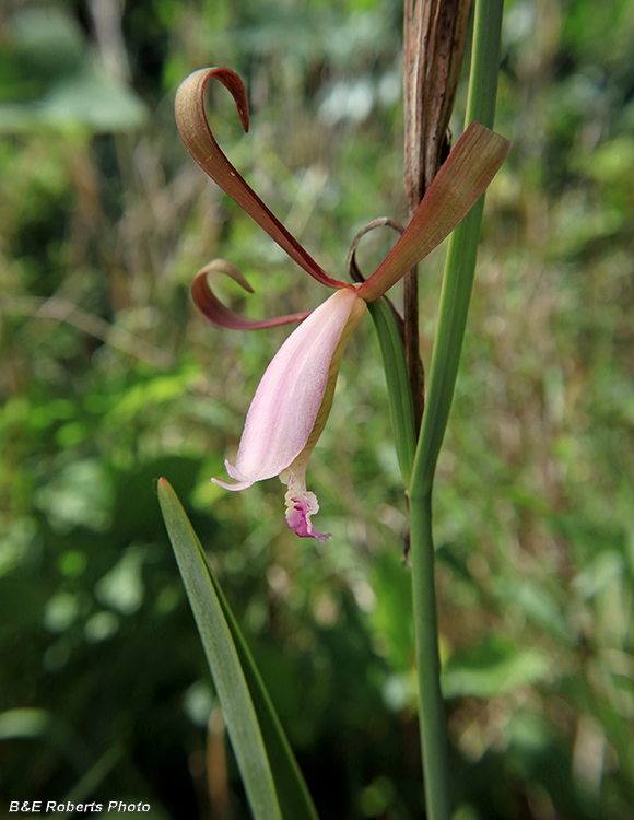 Cleistesiopsis