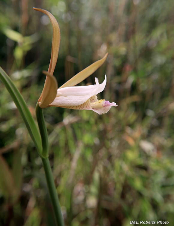 Cleistesiopsis