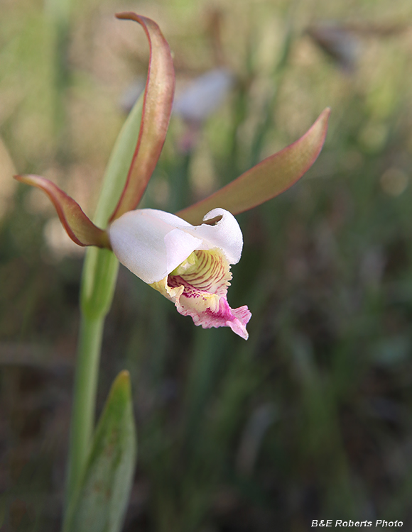 Cleistesiopsis