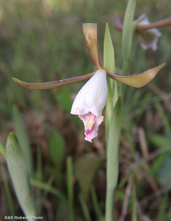 Cleistesiopsis