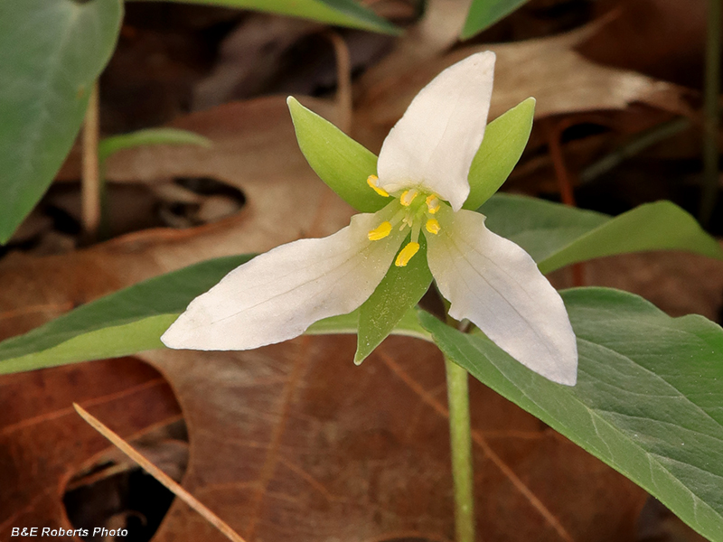 Trillium_persistens