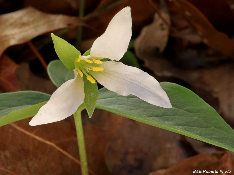 Trillium_persistens