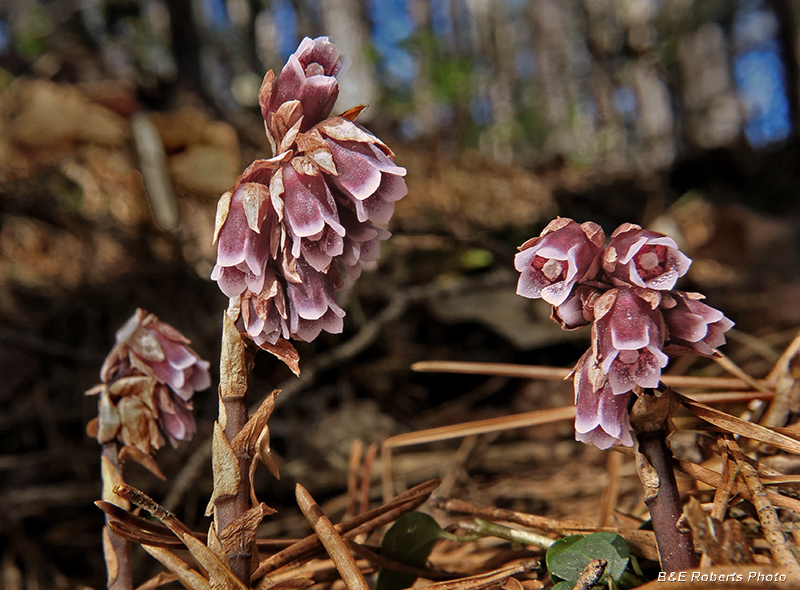 Monotropsis