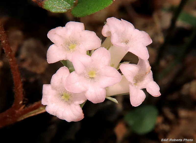 Trailing_arbutus