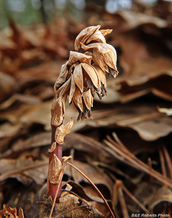 Monotropsis