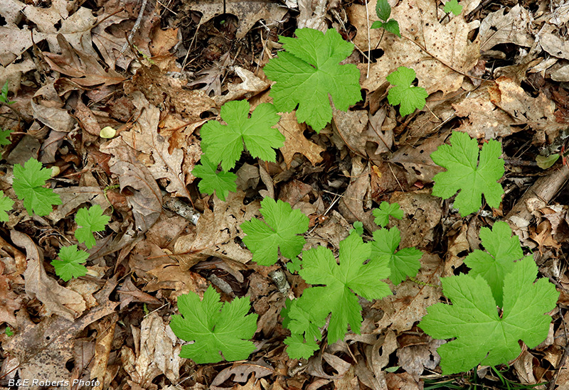 Goldenseal