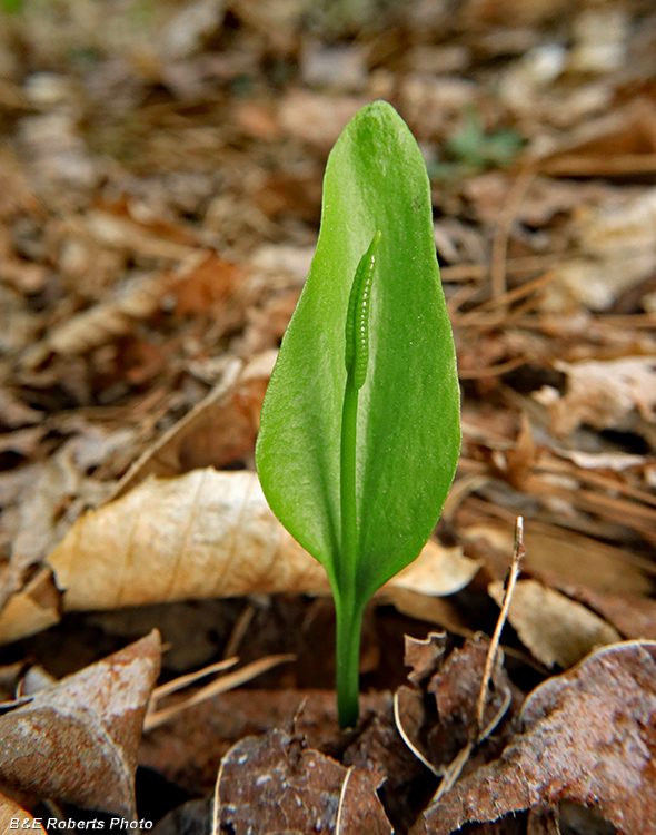 Ophioglossum