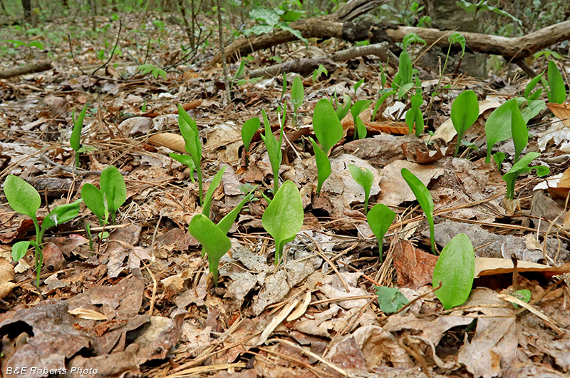 Ophioglossum