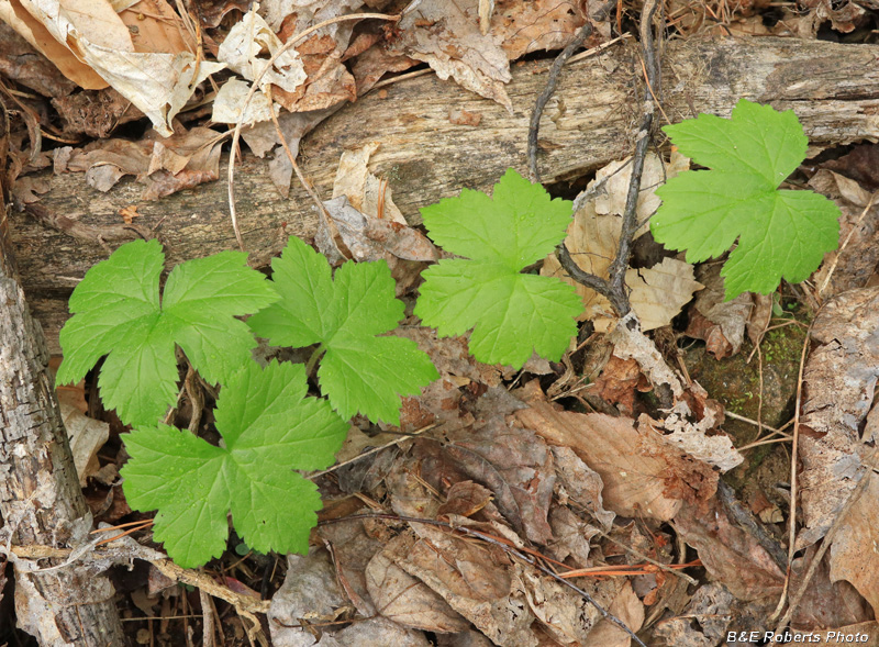 Goldenseal