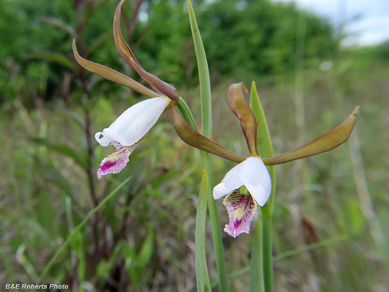 Cleistes_pair