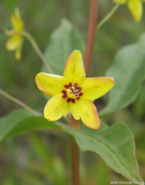 Whorled_Loosestrife