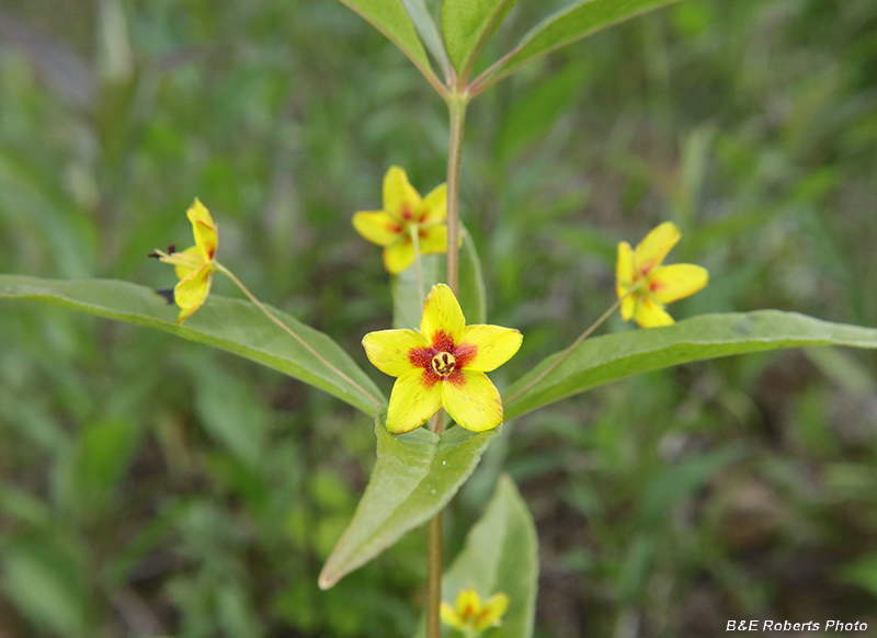 Whorled_Loosestrife