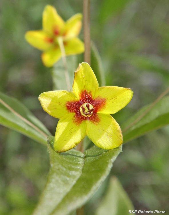 Whorled_Loosestrife