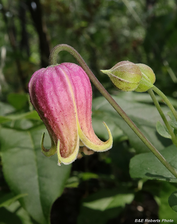 Clematis_viorna