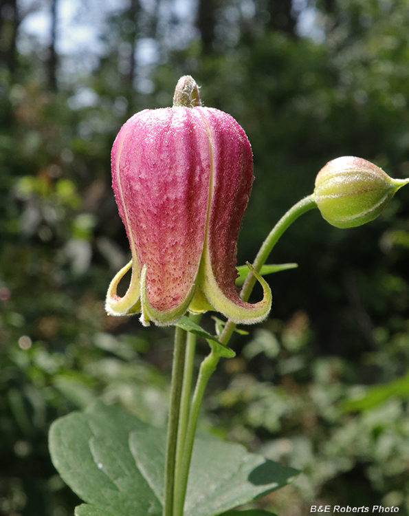 Clematis_viorna