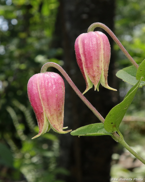 Clematis_viorna