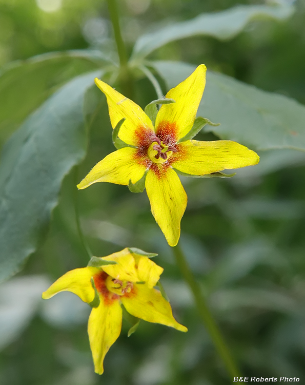 Lysimachia