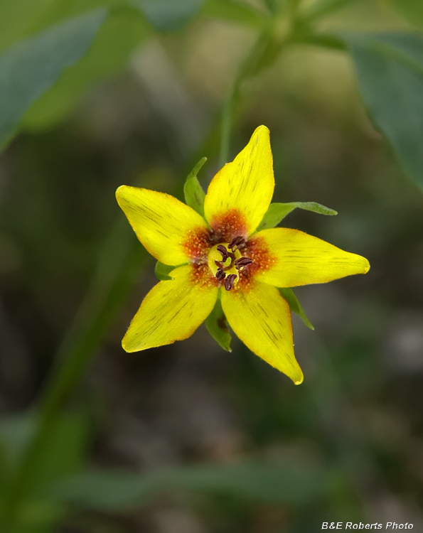 Lysimachia