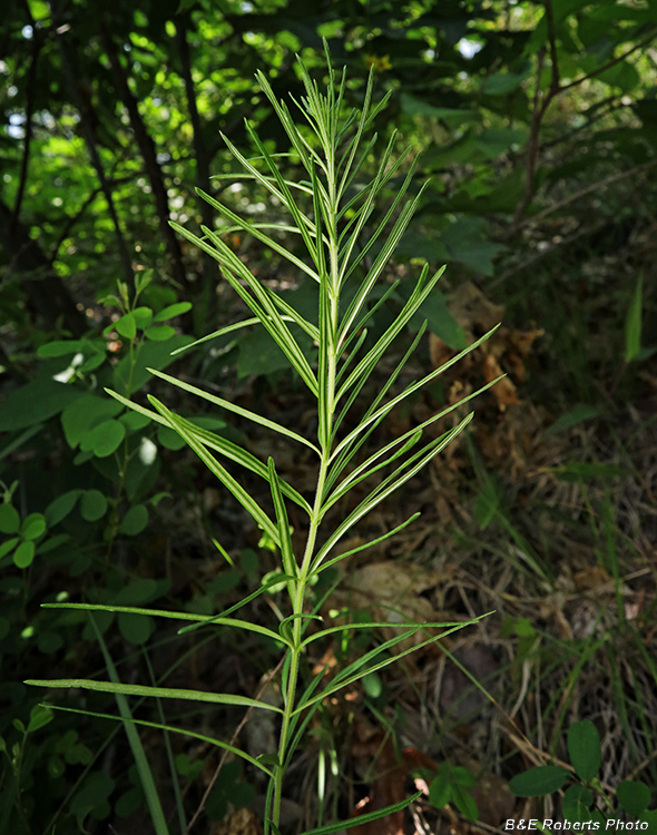 Whorled_Milkweed